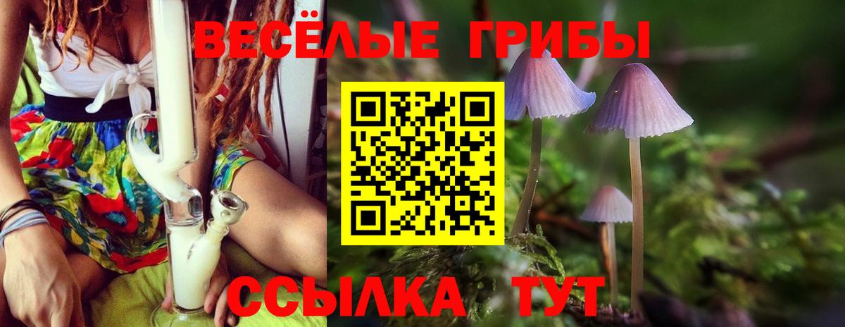 Галлюциногенные грибы Psilocybe Шебекино